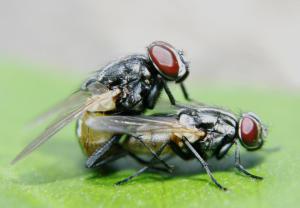 flies